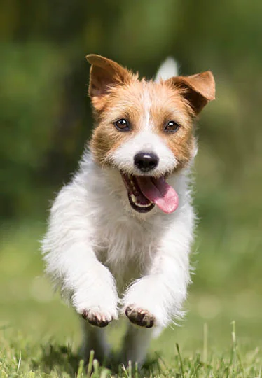 Dentistry landing page dog running