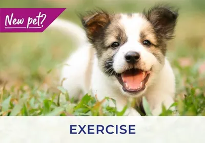 Teddington vets discuss exercising your puppy and kitten