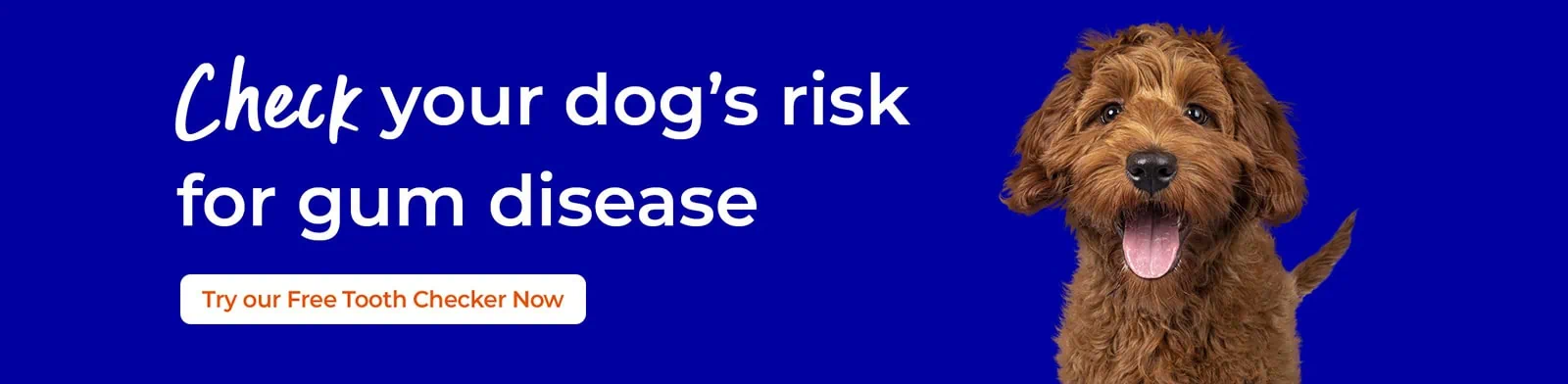 Pet Dental Care | Vet4Life Veterinary Services