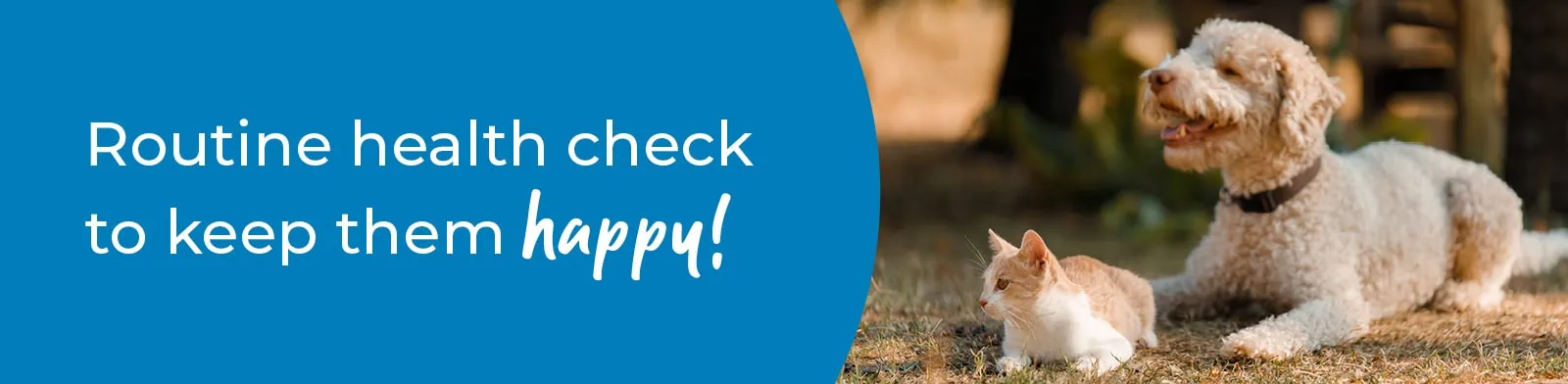 Pet Health Check in Teddington | Preventative Vet Care