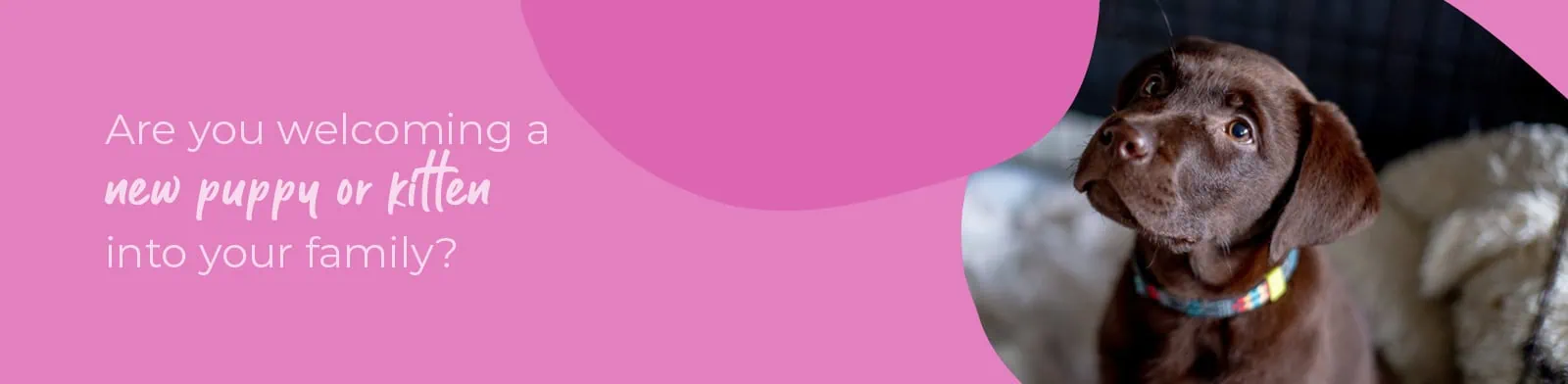 Welcoming your new puppy or kitten