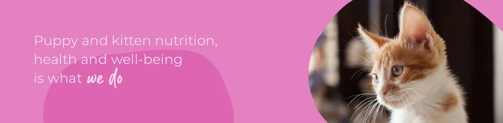 Welcoming your new puppy or kitten