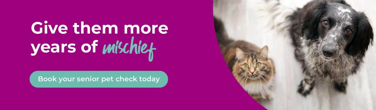 The best vets in Teddington, Shepperton and Surbiton - Vet4Life