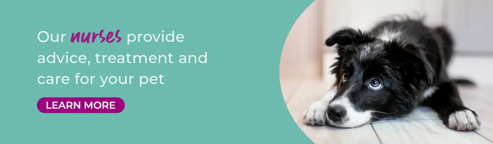 The best vets in Teddington, Shepperton and Surbiton - Vet4Life